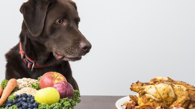 Ist frisch füttern das richtige Futter?