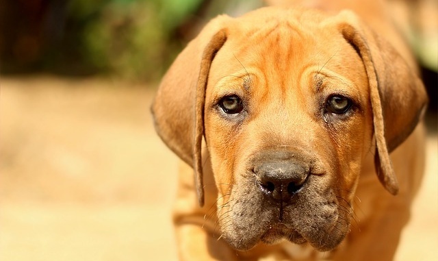 Hund