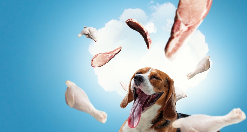 Viel Fleisch als optimale Hundeernährung?