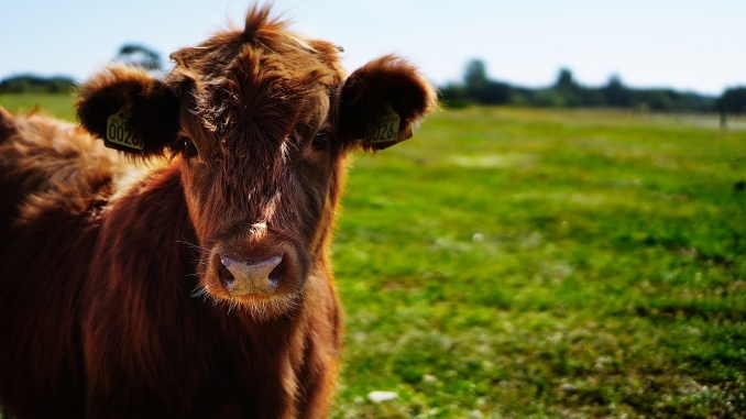 Barf benötigt viel Fleisch