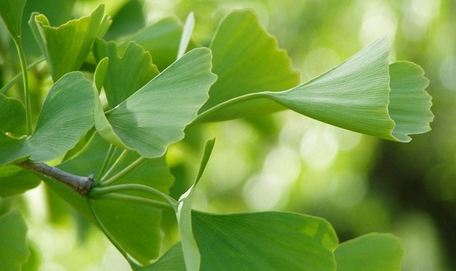 Anwendungsgebiete von Heilpflanzen bei Hunden: Ginko