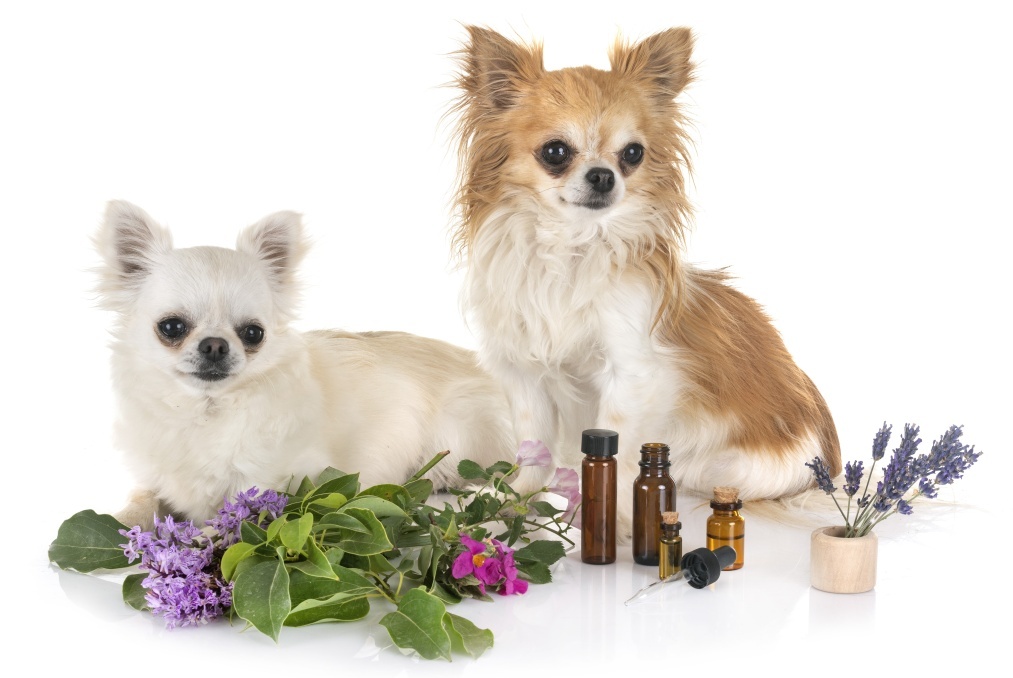 Zubereitungsarten von Heilpflanzen für Hunde