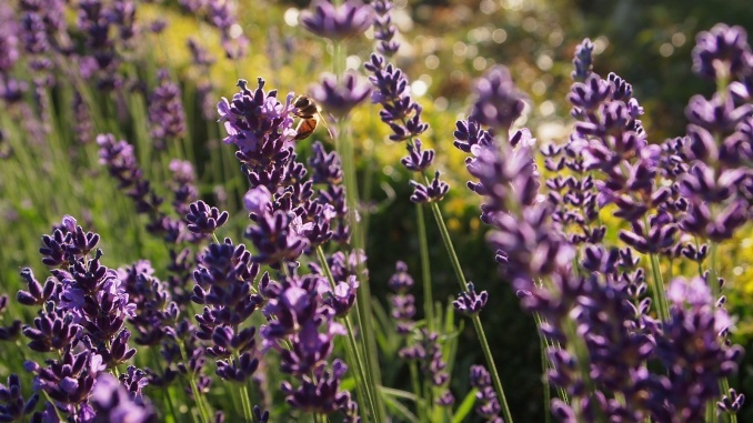 Heilpflanzen Lavendel