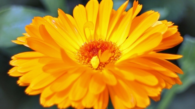 Heilpflanzen Ringelblume
