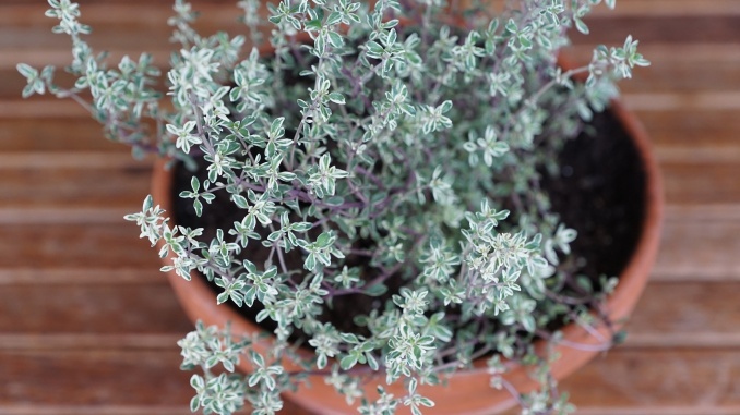 Thymian