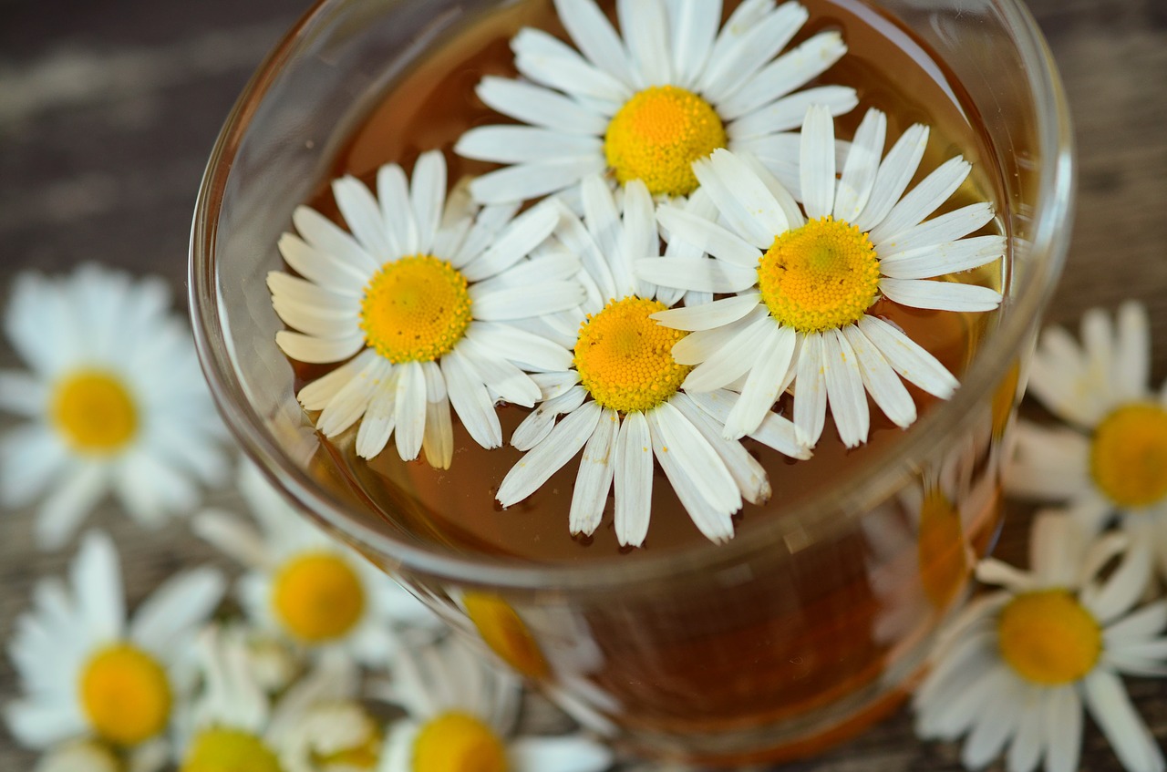 Phytotherapie mit Kamille