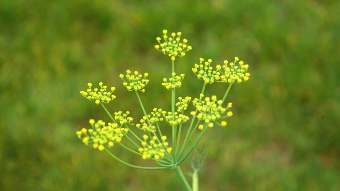 Heilpflanzen Fenchel
