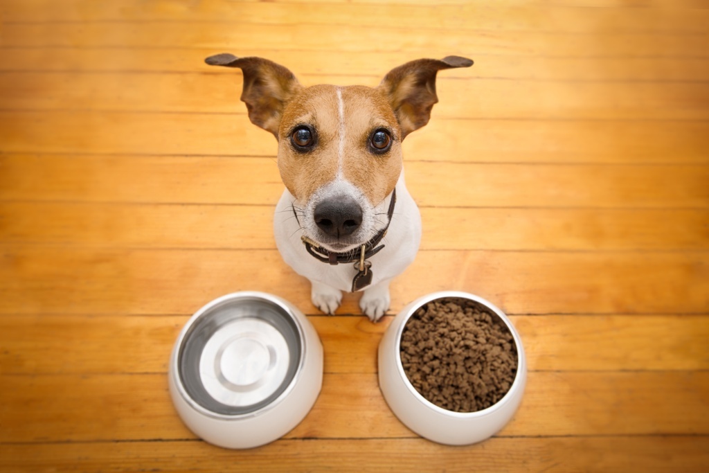 Hund mit zwei Futternäpfen