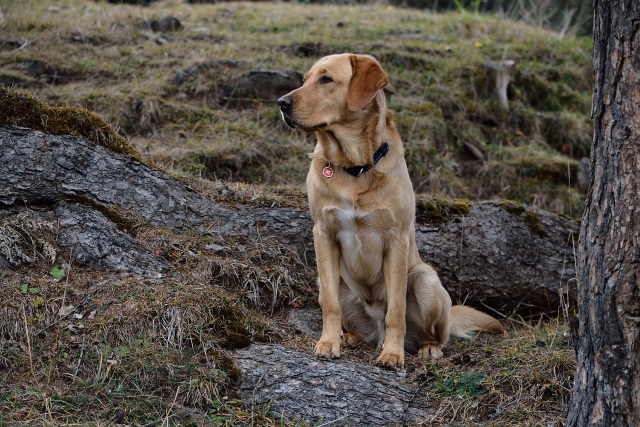 labrador-ursprung