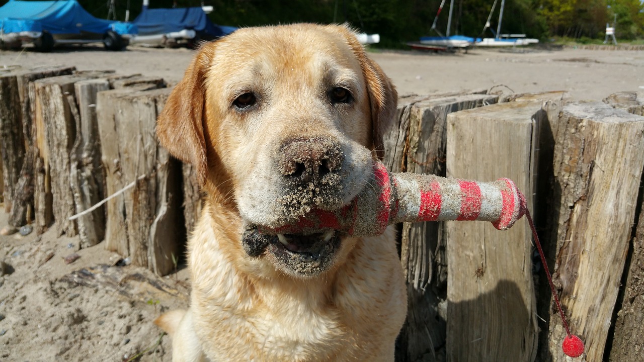 labrador-am-strand