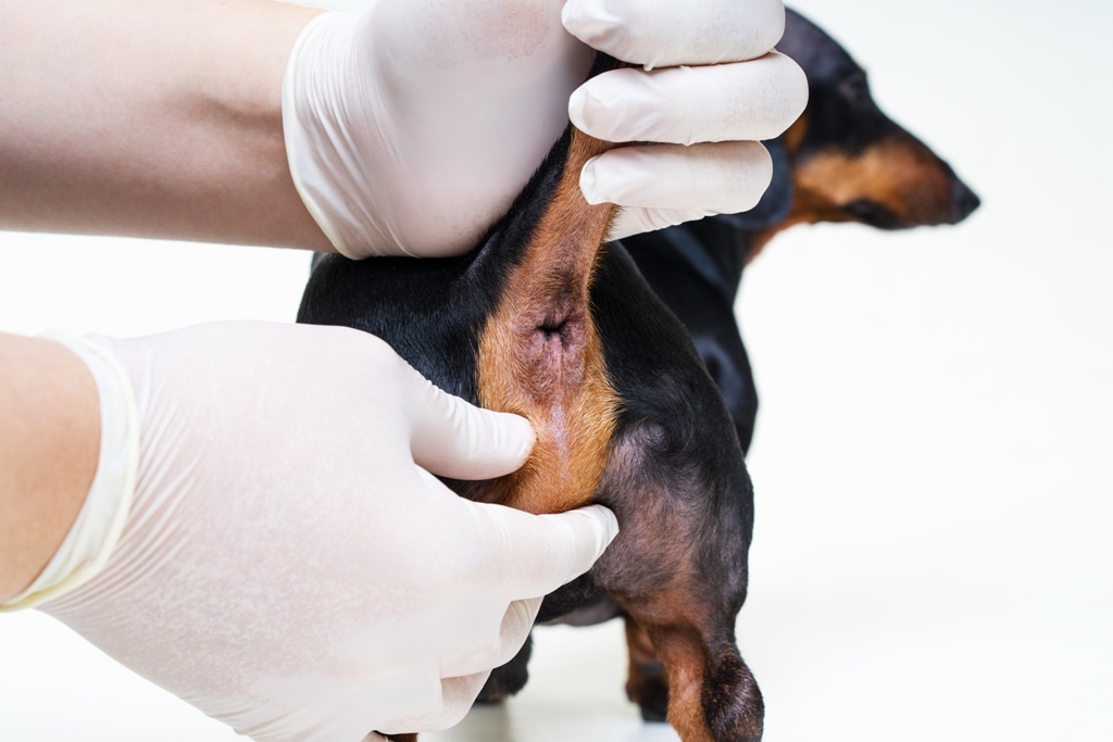 Analdrüsen beim Hund