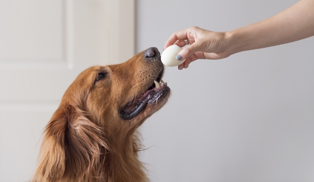 Eier für den Hund