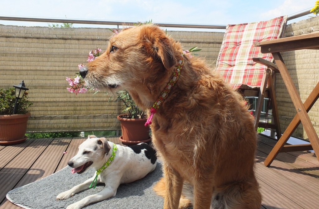 Leo und Lucy mit EM-Keramik-Halsband