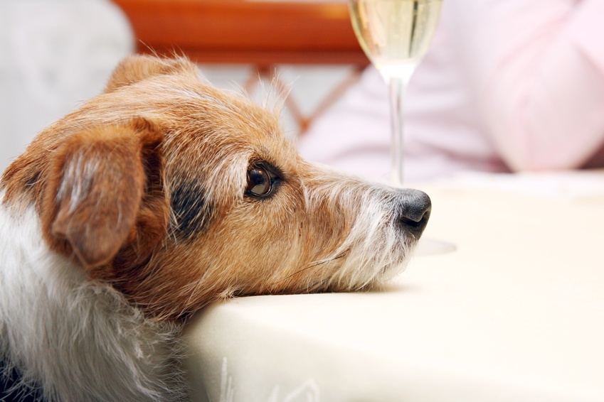 Entspanntes Silvester für den Hund