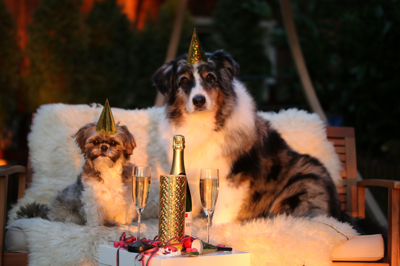 Silvester mit Hunden kann herausfordernd sein