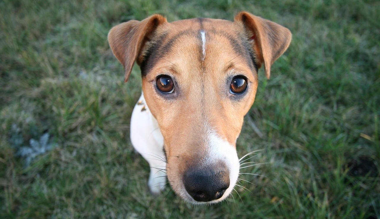 Slow Food für den Hund