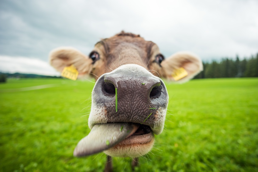 Ist Bio-Hundefutter auch besser für die Nutztiere?
