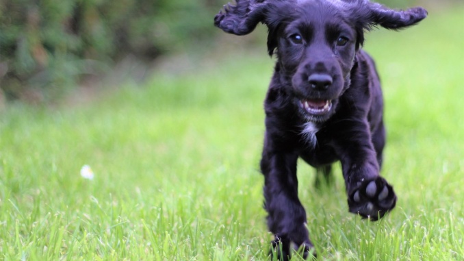 Junge Hunde vegetarisch füttern ist schwieriger