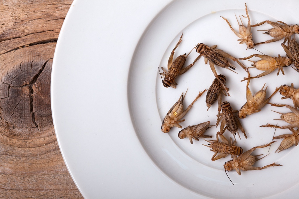 Proteinbedarf mit Insekten decken