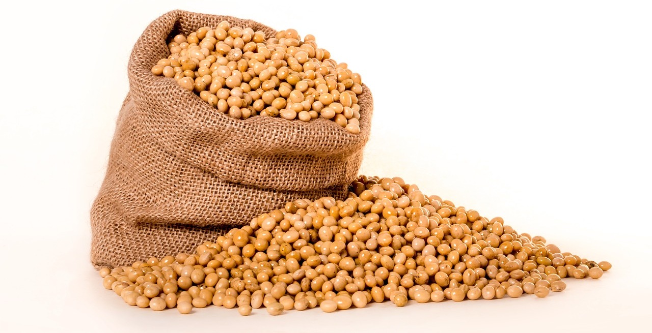 Proteinbedarf zumindest teilweise mit Hülsenfrüchten decken
