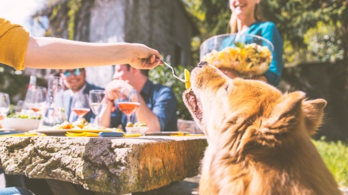 Die meisten Essesnreste sind für Hunde unproblematisch