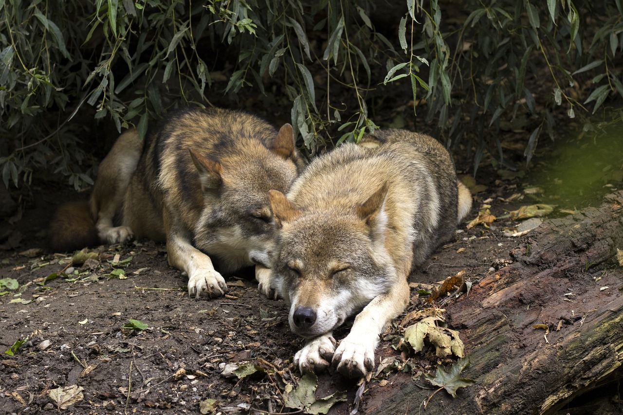Darmflora von Wölfen sieht sicherlich anders aus als beim Hund