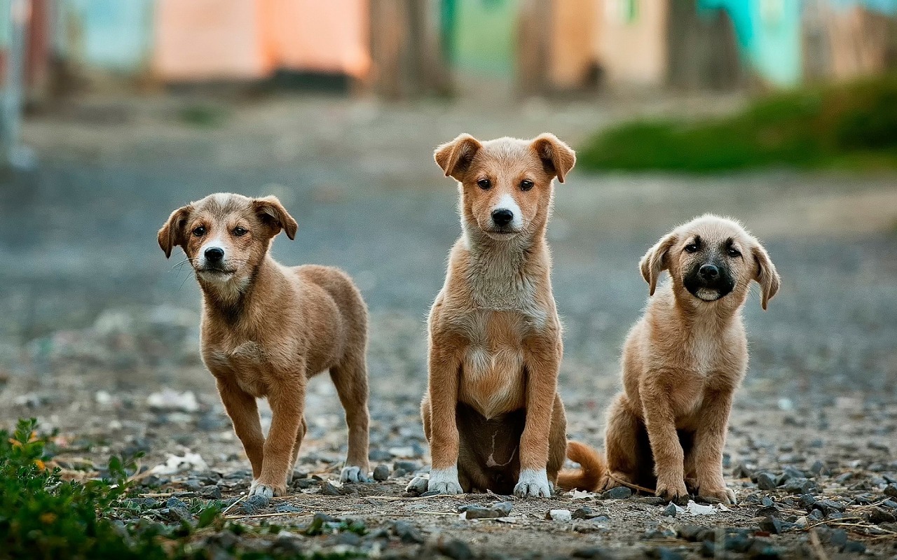 Straßenhunde sind keine Fleischfresser