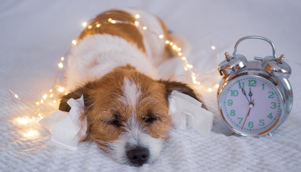 Darf man den Hund an Silvester trösten?