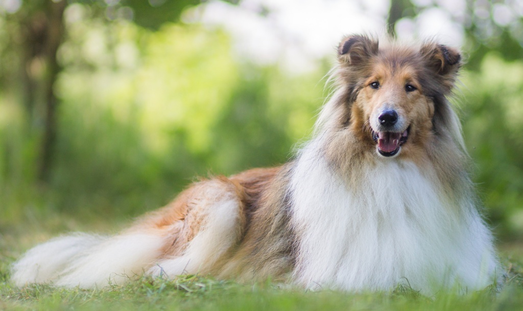 Vorsicht bei Wurmbefall beim Hund und üblicher Entwurmung: Collies leiden sehr oft am MDR1-Gendefekt