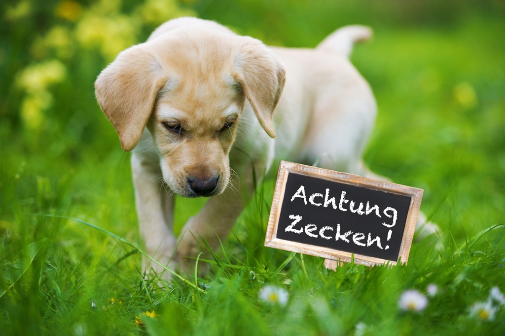 Hund und Zeckenabwehr
