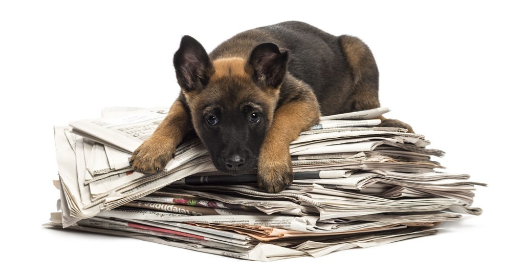 Newsletter