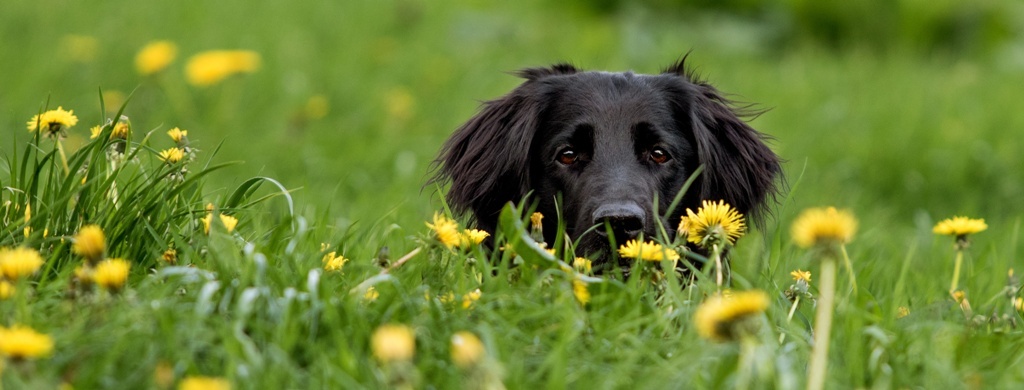 Die Gesundheit des Hundes ganzheitlich pflegen