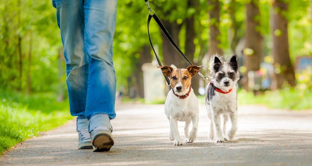 Gesundheit des Hundes ganzheitlich pflegen über Bewegung und Ruhe