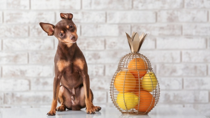 Hunde bilden Vitamin C selber