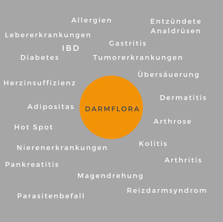 Werden unsere Hunde immer häufiger krank?