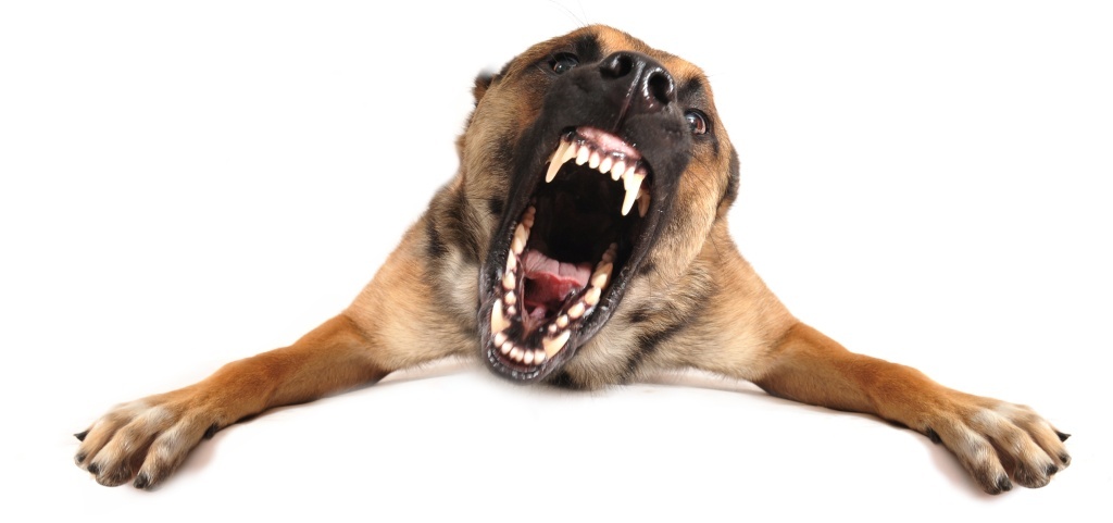 Hundegebiss = Karnivor?