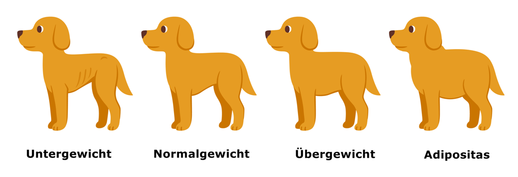 Kokosöl für den Hund zur Gewichtsreduzierung