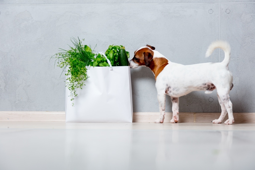 Heimische Küchenkräuter für den Hund