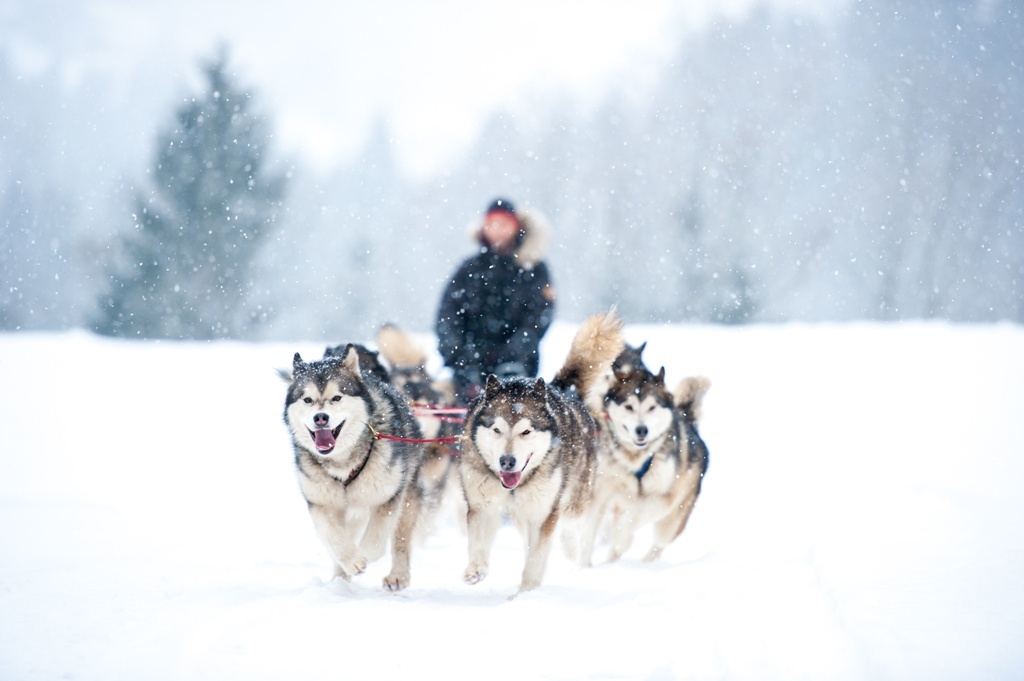 Huskies bestätigen Fleischmythos eher