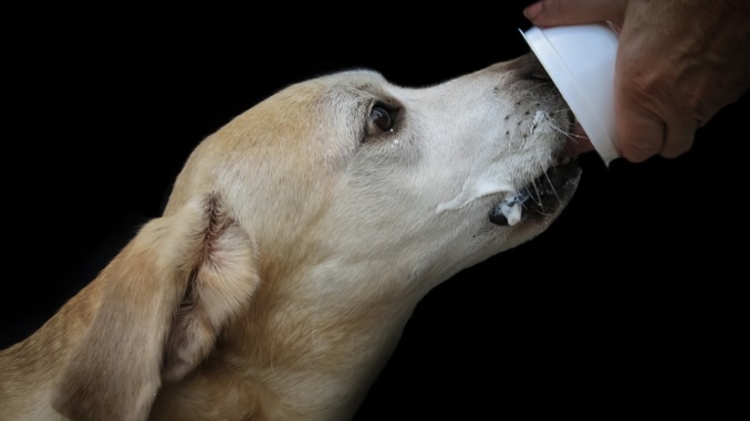 Milchprodukte für Hunde