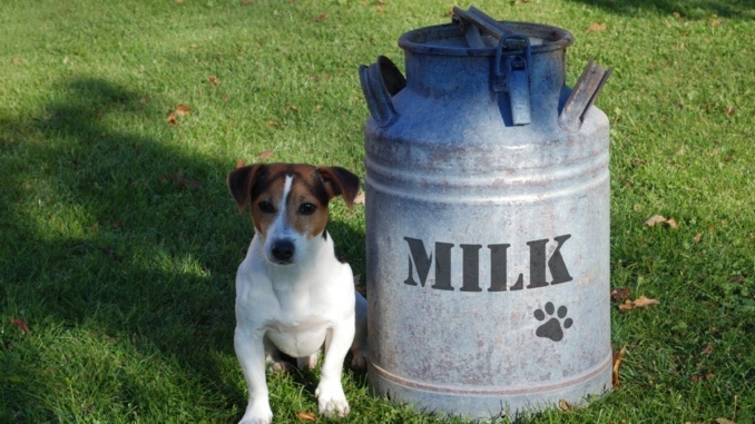 Nicht alle Milchprodukte sind optimal für Hunde