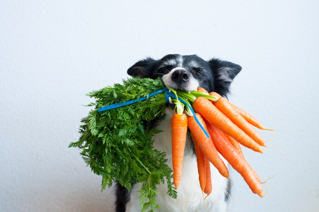 Ist veggie Feeding die richtige Fütterungsart?