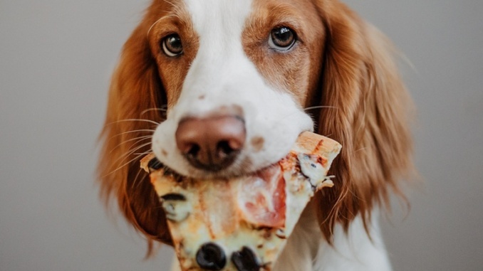 Essensreste für den Hund