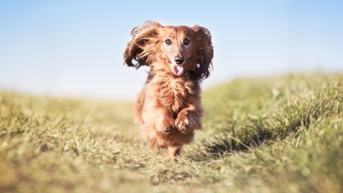 Vitamin A für den Hund