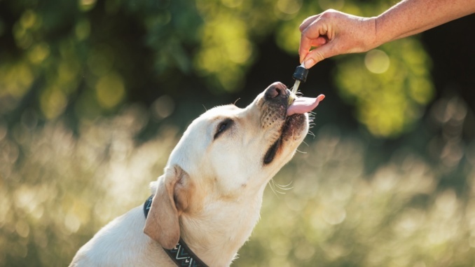 Anwendungsgebiete von Heilpflanzen bei Hunden