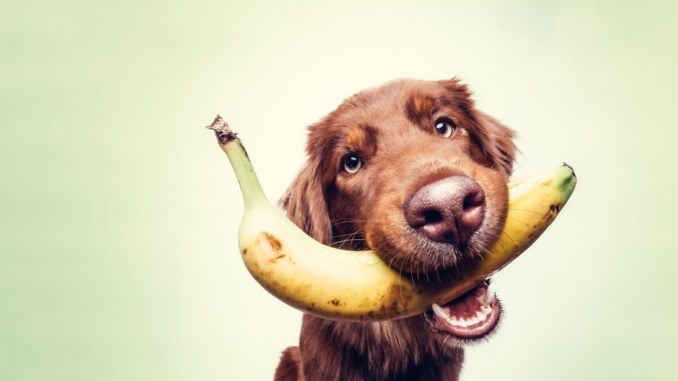 Gemüse und Obst für den Hund