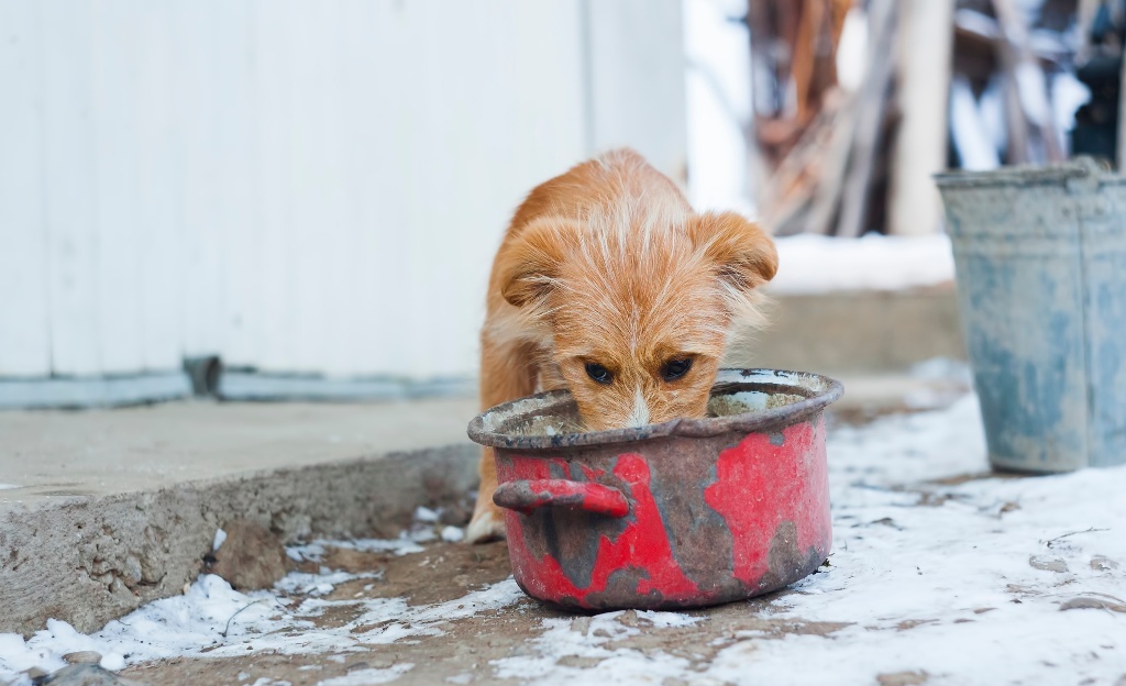Hunde in freier Natur