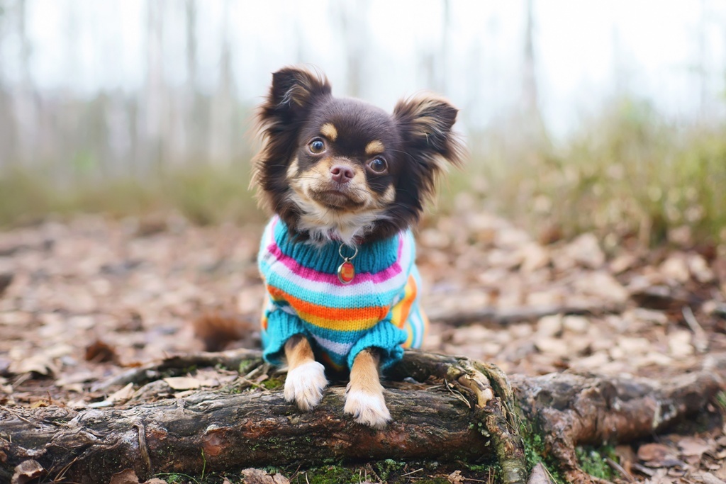 Hund in freier Natur