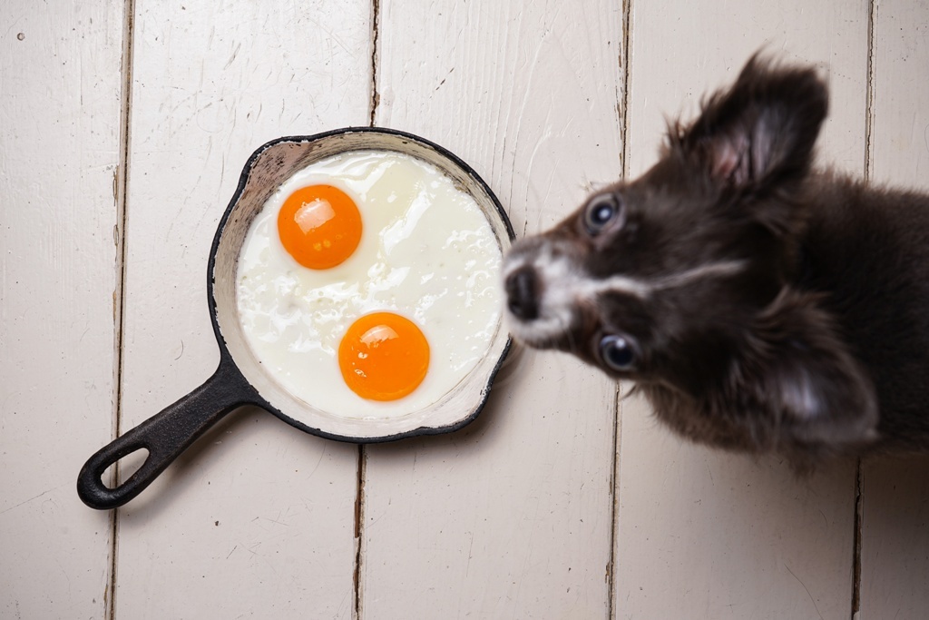 Eier für den Hund