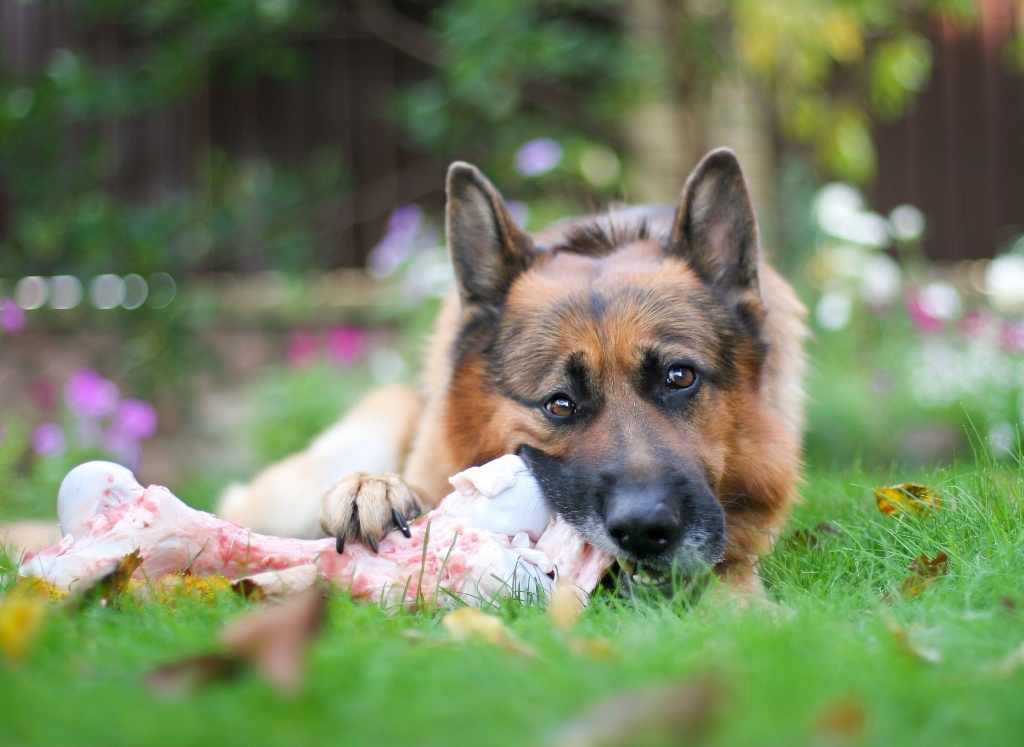 Fleischmythos Hunde